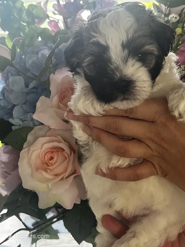 Thumper – Maltipoo puppy for sale in Sarasota, FL