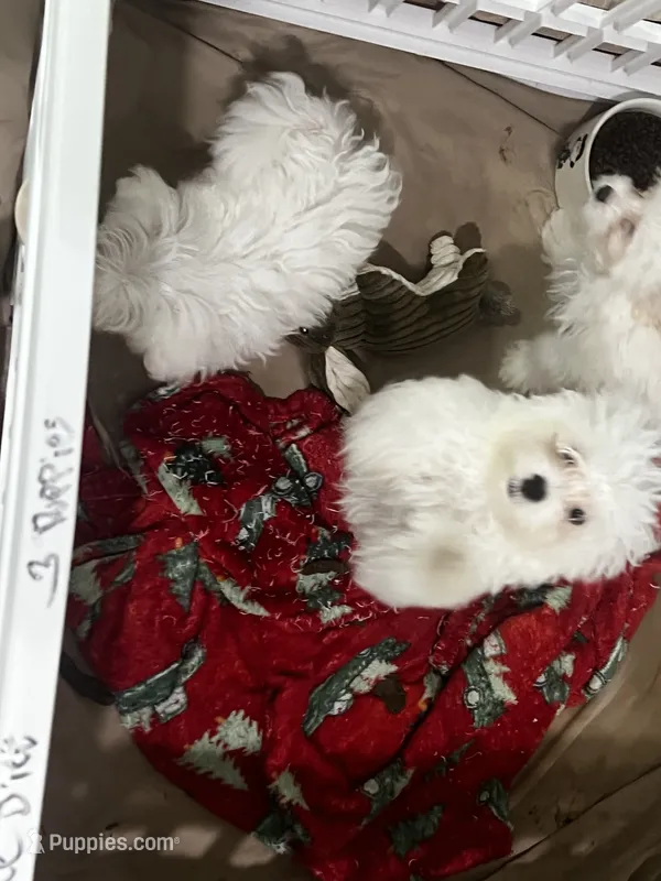 Charlie – Maltese, Poodle - Toy  puppy for sale in Sarasota, FL