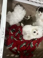 Charlie, a male Maltese and Poodle - Toy  for sale in Sarasota, FL – 1 of 3