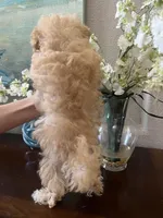 Poppy, a male Maltipoo for sale in Sarasota, FL – Photo 7 of 7