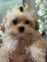 Poppy, a male Maltipoo for sale in Sarasota, FL – Photo 6 of 7