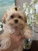 Poppy, a male Maltipoo for sale in Sarasota, FL – Photo 5 of 7