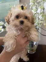 Poppy, a male Maltipoo for sale in Sarasota, FL – Photo 2 of 7