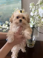 Poppy, a male Maltipoo for sale in Sarasota, FL – Photo 1 of 7