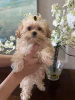 Poppy, a male Maltipoo for sale in Sarasota, FL – Photo 4 of 7