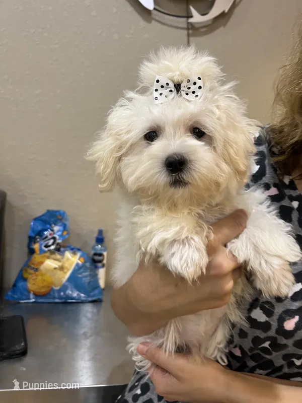 Snoopy  – Maltipoo puppy for sale in Sarasota, FL