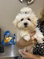 Snoopy , a male Maltipoo for sale in Sarasota, FL – 1 of 4