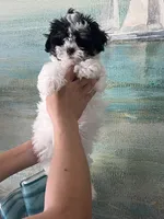 Bunny, a female Maltipoo for sale in Sarasota, FL – Photo 3 of 9