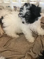 Bunny, a female Maltipoo for sale in Sarasota, FL – Photo 5 of 9