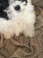 Bunny, a female Maltipoo for sale in Sarasota, FL – Photo 4 of 9