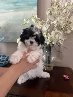 Bunny, a female Maltipoo for sale in Sarasota, FL – Photo 2 of 9