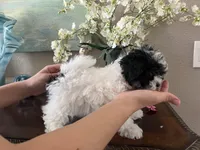 Bunny, a female Maltipoo for sale in Sarasota, FL – Photo 6 of 9