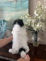 Bunny, a female Maltipoo for sale in Sarasota, FL – Photo 9 of 9