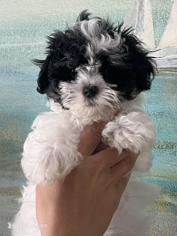 Bunny – Maltipoo puppy for sale in Sarasota, FL