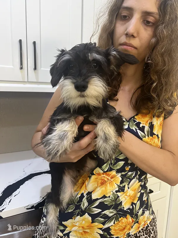 Tinker Bell – Miniature Schnauzer puppy for sale in Sarasota, FL