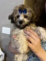 Charlie, a male Maltipoo for sale in Sarasota, FL – 1 of 1