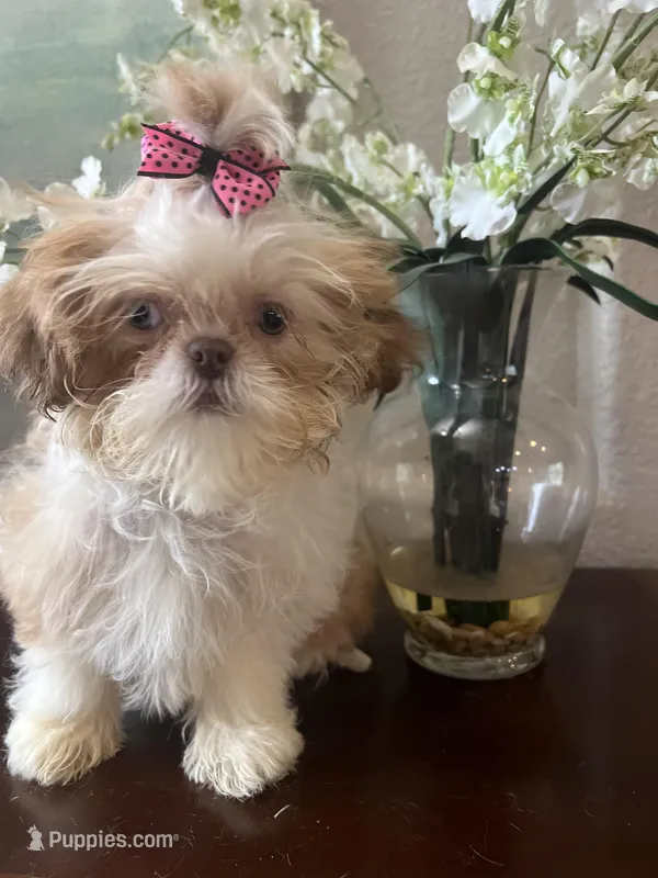Darling – Shih Tzu puppy for sale in Sarasota, FL