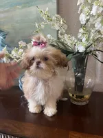 Darling, a female Shih Tzu for sale in Sarasota, FL – Photo 6 of 6