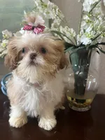 Darling, a female Shih Tzu for sale in Sarasota, FL – Photo 3 of 6