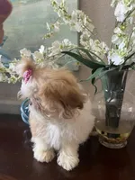 Darling, a female Shih Tzu for sale in Sarasota, FL – Photo 4 of 6