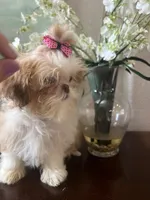 Darling, a female Shih Tzu for sale in Sarasota, FL – Photo 1 of 6