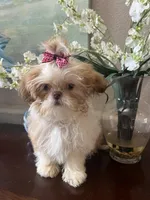 Darling, a female Shih Tzu for sale in Sarasota, FL – Photo 5 of 6