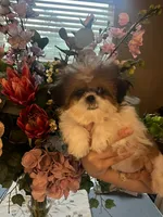 Rosie, a female Shih Tzu for sale in Sarasota, FL – 2 of 2