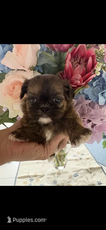 Prissy  – Shih Tzu puppy for sale in Sarasota, FL