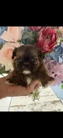 Prissy , a female Shih Tzu for sale in Sarasota, FL – 1 of 4