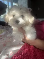 Bella , a female Poodle and Maltese for sale in Sarasota, FL – 1 of 2