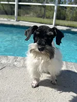Rocky, a male Miniature Schnauzer for sale in Sarasota, FL – Photo 2 of 5