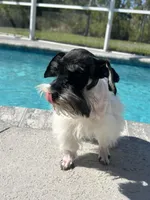 Rocky, a male Miniature Schnauzer for sale in Sarasota, FL – Photo 4 of 5