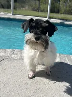 Rocky, a male Miniature Schnauzer for sale in Sarasota, FL – Photo 3 of 5