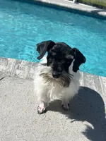 Rocky, a male Miniature Schnauzer for sale in Sarasota, FL – Photo 5 of 5