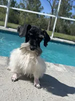 Rocky, a male Miniature Schnauzer for sale in Sarasota, FL – Photo 1 of 5
