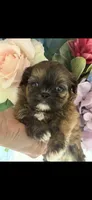 Prissy , a female Shih Tzu for sale in Sarasota, FL – 3 of 4