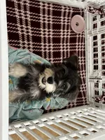Snoopy jr , a male Miniature Schnauzer for sale in Sarasota, FL – 2 of 2