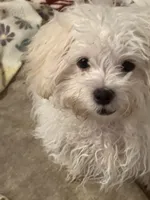 Snoopy , a male Maltipoo for sale in Sarasota, FL – 2 of 4