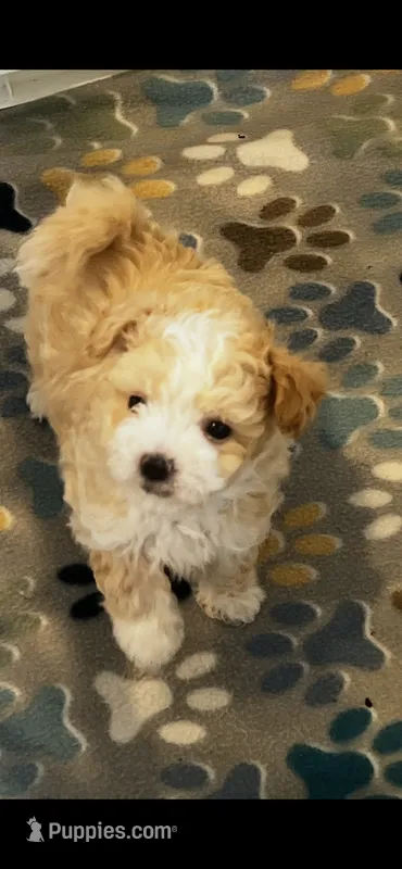 Gizmo – Maltipoo puppy for sale in Sarasota, FL