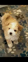 Gizmo, a male Maltipoo for sale in Sarasota, FL – 1 of 2