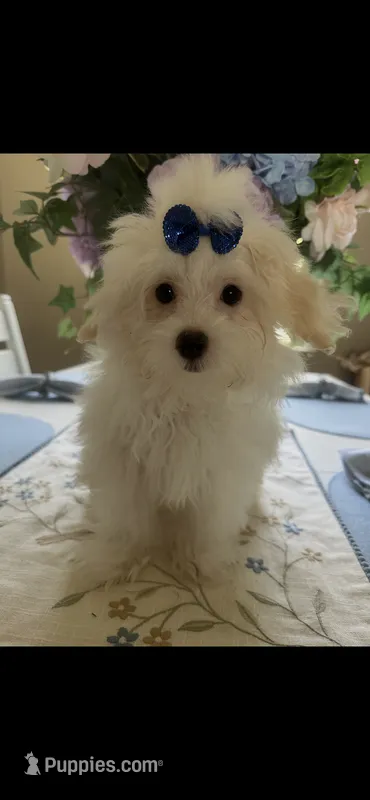 Bear  – Maltese puppy for sale in Sarasota, FL