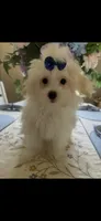 Bear , a male Maltese for sale in Sarasota, FL – 1 of 1