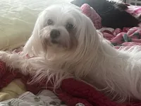 Prince, a male Maltese and Poodle - Toy  for sale in Sarasota, FL – 2 of 2