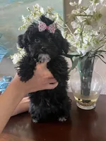 Summer, a female Yorkipoo for sale in Sarasota, FL – 4 of 5