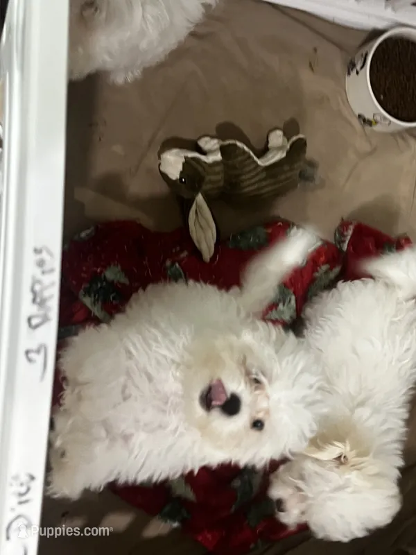 Sweety  Pie – Maltese, Poodle - Toy  puppy for sale in Sarasota, FL