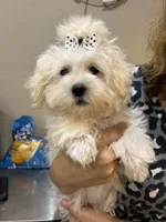 Snoopy , a male Maltipoo for sale in Sarasota, FL – 3 of 4