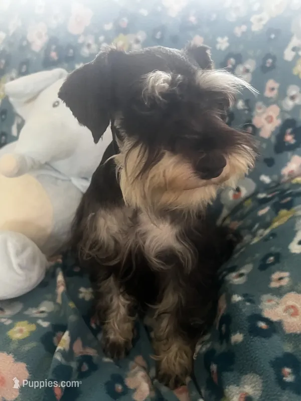 Prancer – Miniature Schnauzer puppy for sale in Sarasota, FL