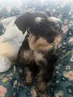 Heidi, a female Miniature Schnauzer for sale in Sarasota, FL – 1 of 2