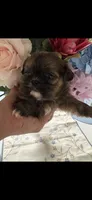 Prissy , a female Shih Tzu for sale in Sarasota, FL – 2 of 4