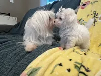 Cutie pie, a male Maltese and Poodle - Toy  for sale in Sarasota, FL – 2 of 5